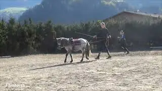 Ponyshow im Herbst