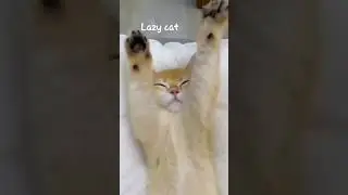 funy video lazy cats #cat #fyp #lazycats