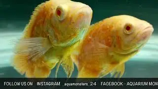 OSCAR FISH COMMON DISEASES [OSCAR SERIES EPISODE-04]