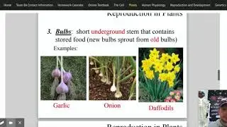 Asexual Reproduction in Plants (Bulbs, Runners, Tubers)