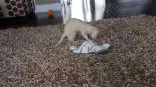 Hyper Ferret