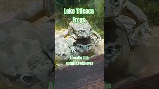 Lake Titicaca Frogs - real life Crazy Frogs