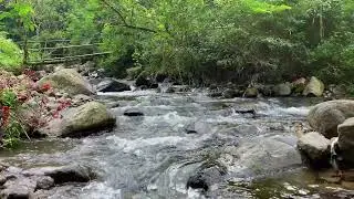 Instant Calm Effect! Forest Stream Water for Brain Focus