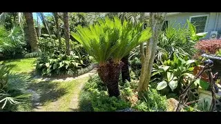 April 18, 2023-Growing Sago Palms in Zone 8b