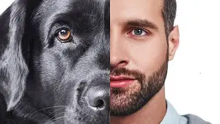 The Problem With The Man Vs Dog Debate