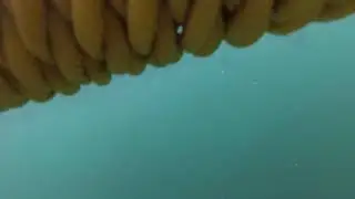 Great White Sharks in False Bay South Africa
