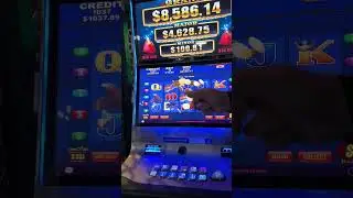 $800 TREE FEATURE ON BIG RED 🦘 #slotwins #pokies #pokieswin #slotmachine #wins #casino #bigred