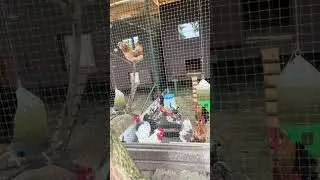 Краткий обзор моих курятников. Амераукана. Маран. Алтайская бентамка. Бреговская Джинка.