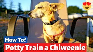 How to Potty Train a Chiweenie? | Chiweenie Dog Training |