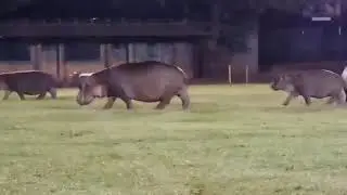 Happy Hippo Family Check Out South African Sports Pitch