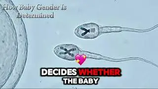 How Baby Gender Is Determined | X and Y Chromosomes Explained