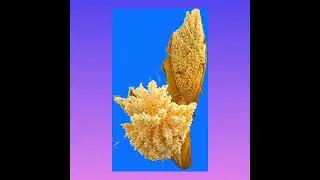 A different view 🌹 rareflower 🌹🕊️muthumanikal -11