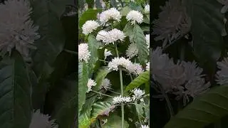 Beautiful Coffee Flowers || Home Gardening | #gardening | #shorts | #short