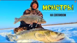 Зимняя рыбалка на сазана и судака.