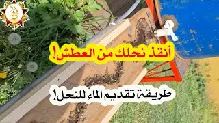 كيف تعوّد نحلك على شرب الماء؟ أفضل الطرق والنصائح!