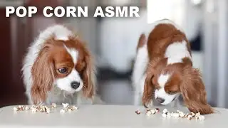 ASMR DOGS EATING POP CORN