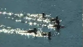 Sunlight on Water