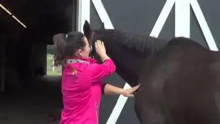 Tips for massaging your horse at home by Anna Drygalski of Equikneads by Equi-Learn