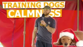 Моё &laquo;дрессировочное&raquo; спокойствие в разговоре с собаками на Dogfest