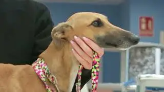 CARLA