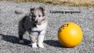 Sheltie puppy Mio's first week in his new home
