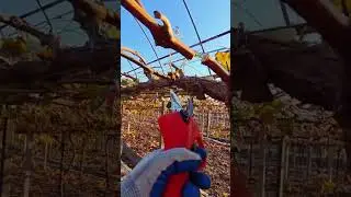 grape vine pruning process using simple tools #satisfying #agriculture #shorts