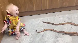 The baby monkey's funny expression upon seeing the eels!