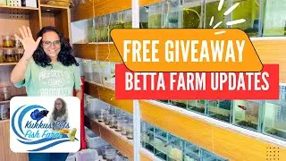 Betta Farm Updates Bangalore Kukkus Pets #bettafarm #betta #femalebetta #bettapair #exotixbetta 