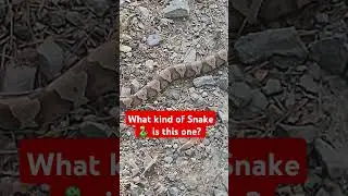What kind of snake is it?