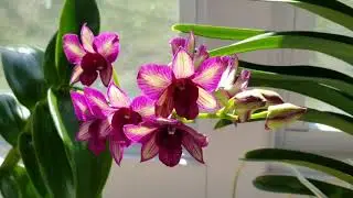 Why I converted my Dendrobiums from water culture to moss or bark media, & the results!