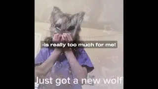 Idk  #foxyrosedragons #funnyvideos #fox #funnyshorts #foxes #grayfox #gamtng #therian