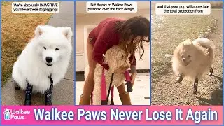 NEVER LOSE YOUR BOOT AGAIN: The New Dulex Boot | Walkee Paw New Dog Boots | Best Dog Leggings