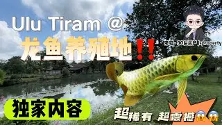 「JB新山 房地产」#龙鱼地介绍特别内容💯🔥 今天给你们介绍市场上极少看见的产业，「龙鱼养殖地」就位于#UluTiram 靠近 #DesaCemerlang 一带‼️ #Jbproperty