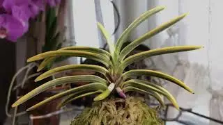 Fuukiran: Growth for one week (Himefuuki)