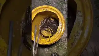 Catching eel and fish at night time #shorts #shortvideo #amazing #shortvideo