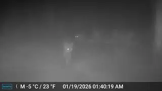 Coyote pack on a foggy night