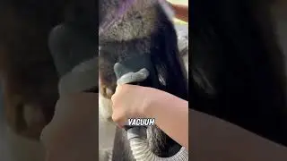 Brush vs Dog Vacuum #shorts