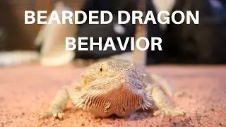 BEARDED DRAGON BEHAVIOR 101