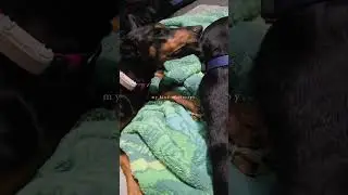 Fur therapy is the best therapy #dog #doberman #dogtherapy