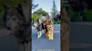 Top 5 Reasons Why You Should Get A Wolf-Dog!