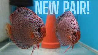 I Got A NEW Leopard Snakeskin DISCUS PAIR! (EXPENSIVE)