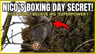 Nico the Squirrel&rsquo;s Boxing Day Adventure | Fascinating Grey Squirrel Facts