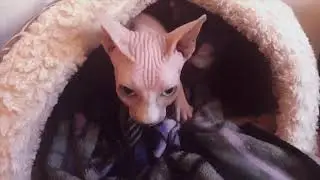 Sphynx Cat Purring Ambiance - 1 Hour Loop