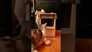 Windows Error - Cat Edition