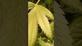 Peyeto Purple X GSC Forum cut BX 2 cross Pine Tar Kush pollenated Feb 22 happy growing 💚👊🤘