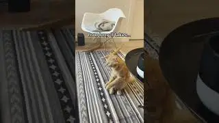 A cute cat is waiting for owners to come home #shorts #cats