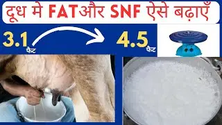 How to increase milk fat and SNF without any supplements | Best way to increase milk fat | @drcha...