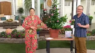 Cottage Farms 2 -Piece Blue and Pink Summer Trumpet Vines Duo Live Plants on QVC