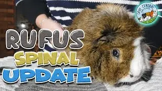 Rufus spinal injury guinea pig shares an update at Cavy Central Guinea pig rescue