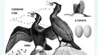 Большой баклан- Phalacrocorax carbo